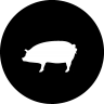 boar
