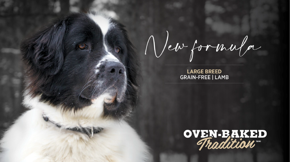 Сухий беззерновий корм Oven-Baked (Овен-Бейкд) Tradition Dog Grain Free Lamb All Life Stages Maxi & Giant для собак будь-якого віку великих та гігантських порід з м’ясом ягняти 2.27 кг (арт 9823-5) original3